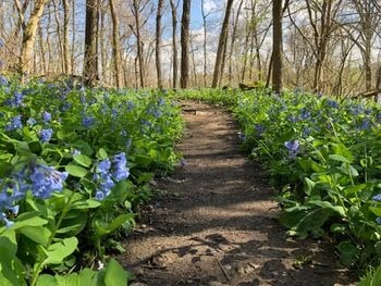 A dirt path runs through a forest with blooming blue wildflowers on both sides under leafless trees and a partly cloudy sky.